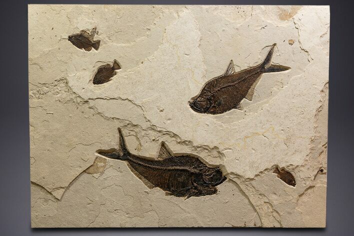 Green River Fossil Fish Mural with Giant Diplomystus #342451